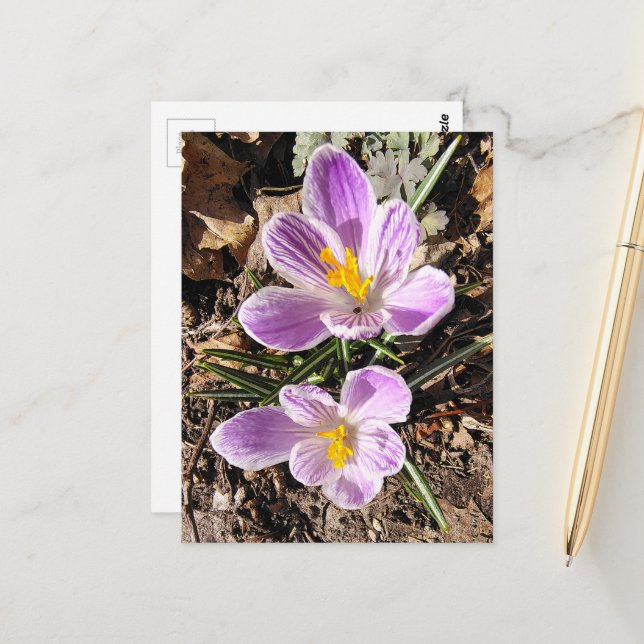 Lila Crocus Första blommor våren 2026 Vykort (Fram/Back In Situ)