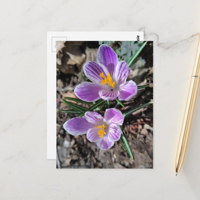 Lila Crocus Första våren blommor 2026 Vykort (Fram/Back In Situ)