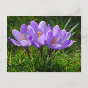 Lila Crocus Fotovykort Vykort
