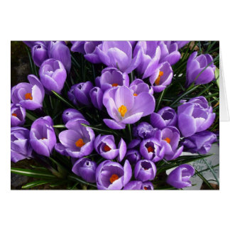 Lila Crocus Hälsningskort