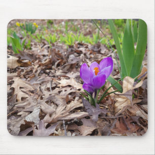 Lila Crocus i Löv Musmatta