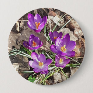 Lila Crocus Knapp