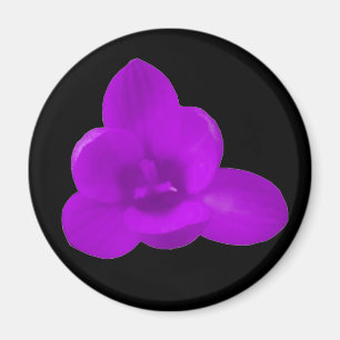 Lila Crocus Magnet