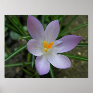 Lila Crocus Makro-utskrift Poster
