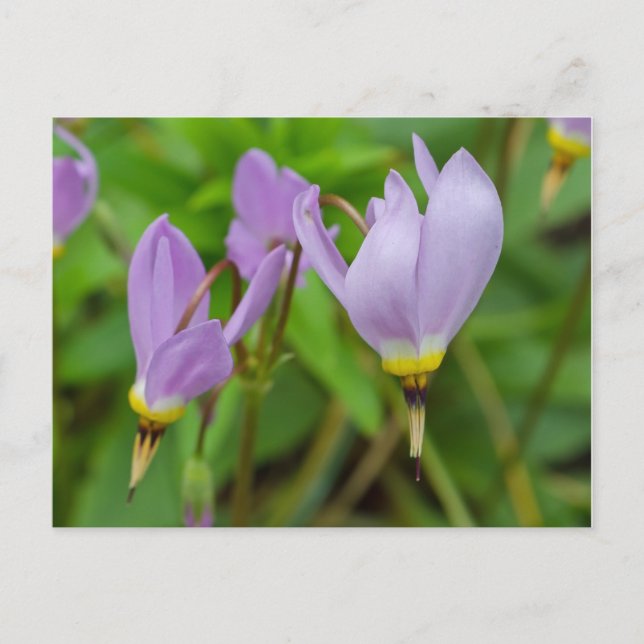 Lila Crocus Nudiflorus Flowers Vykort (Framsida)