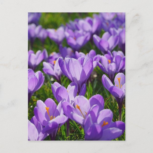 Lila Crocus Påskhälsningskort Helg Vykort (Framsida)