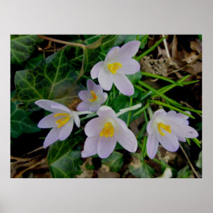 Lila Crocus Poster