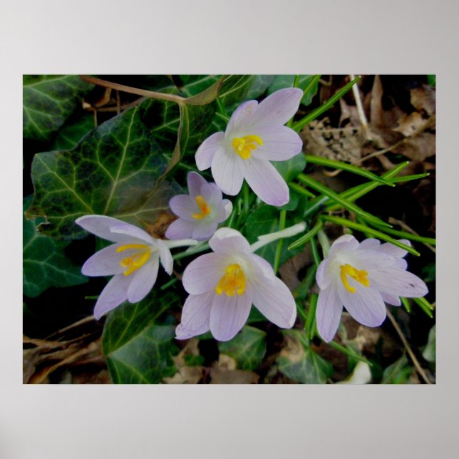 Lila Crocus Poster (Framsidan)