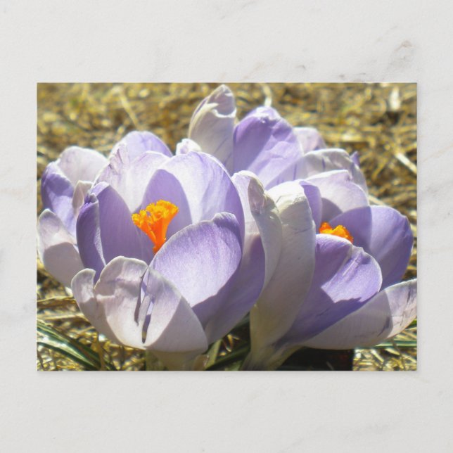 Lila Crocus vykort (Framsida)