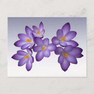 Lila Crocus vykort