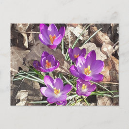 Lila Crocus vykort