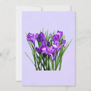 Lila Crocuses
