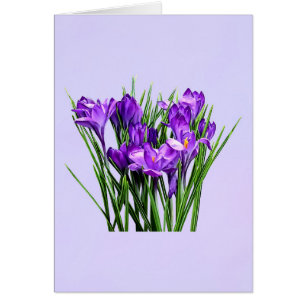 Lila Crocuses Hälsningskort
