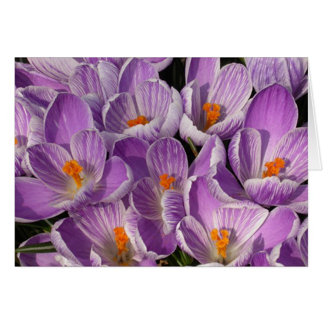 Lila Crocuses Hälsningskort (Framsidan Horizontal)