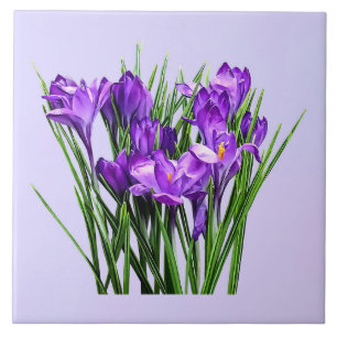 Lila Crocuses Kakelplatta
