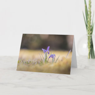 Lila Crocuses Nature Photo Kort