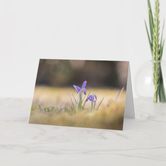 Lila Crocuses Nature Photo Kort (Framsida)