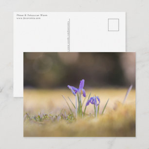 Lila Crocuses Nature Photo Vykort
