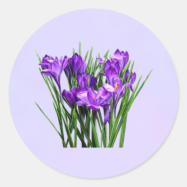 Lila Crocuses Runt Klistermärke (Framsida)