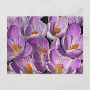 Lila Crocuses Vykort