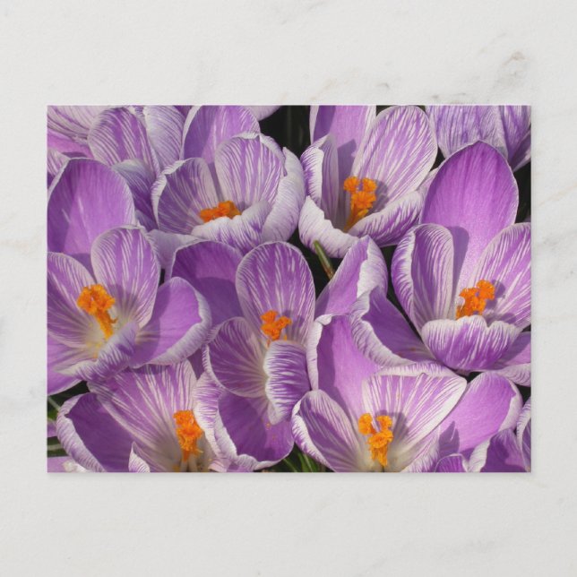 Lila Crocuses Vykort (Framsida)