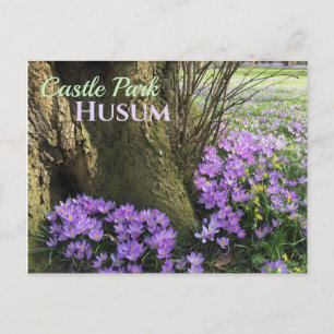 Lila Crocusin Bloom, Husum, Tyskland Vykort