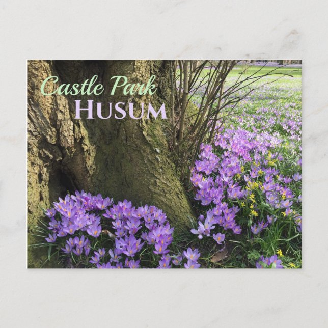 Lila Crocusin Bloom, Husum, Tyskland Vykort (Framsida)