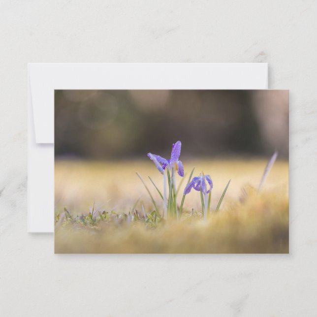 Lila CrocusNature-fotokort (Framsida)