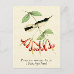 Lila Crowed Fairy Hummingbird Art Postcard Vykort