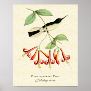Lila Crowed Fairy Hummingbird Art Print Poster