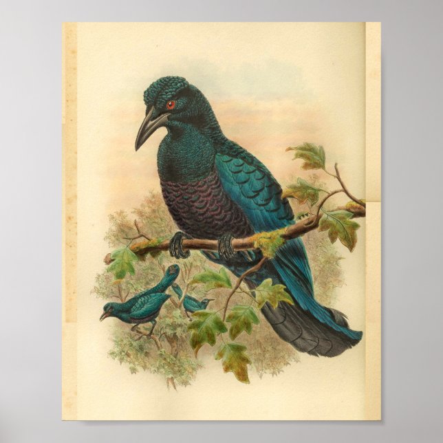 Lila Curl Crestcode Vintage Bird Print Poster (Framsidan)