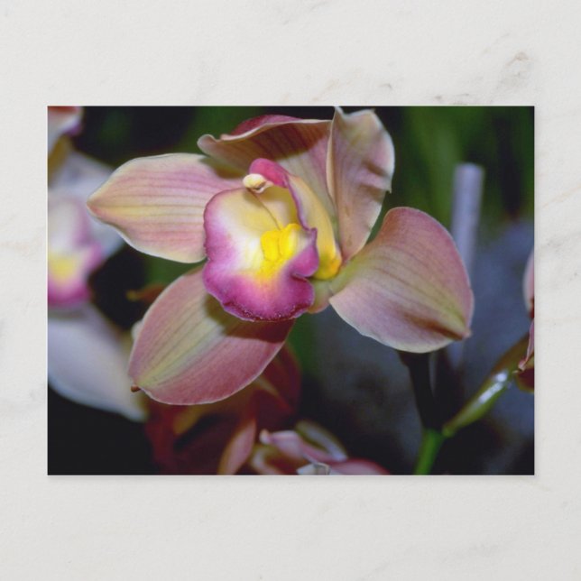 Lila Cymbidium-blommor Vykort (Framsida)