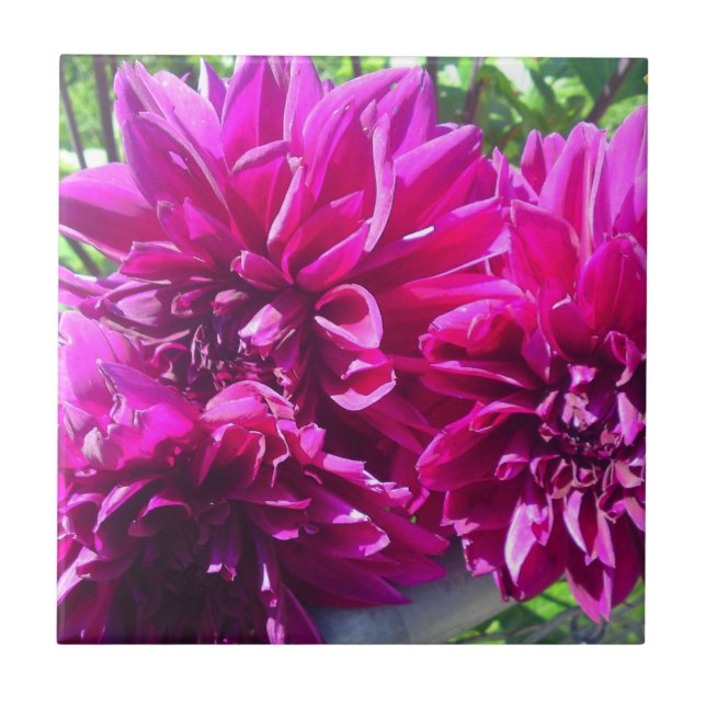 Lila Dahlia Blomma Kakelplatta (Framsidan)
