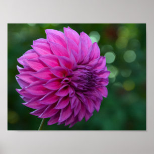 Lila Dahlia-blomma Poster