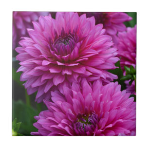 Lila Dahlia blomsterträdgård Kakelplatta