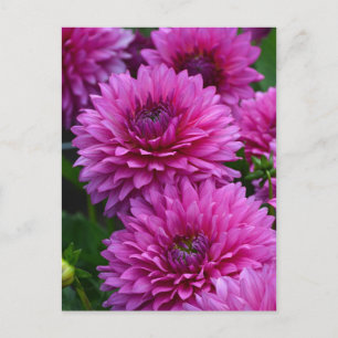 Lila Dahlia blomsterträdgård Vykort