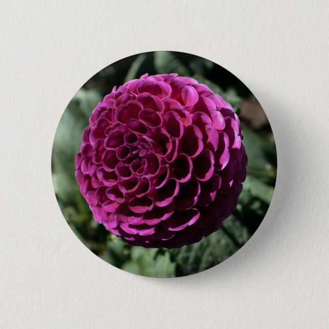 Lila Dahlia Button Knapp (Framsida)