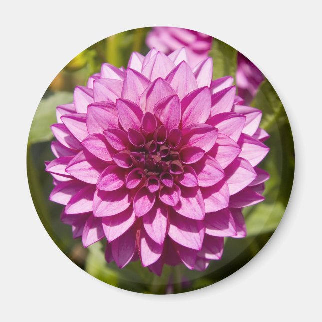 Lila Dahlia Magnet (Framsidan)