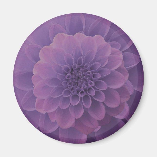 Lila Dahlia Magnet (Framsidan)