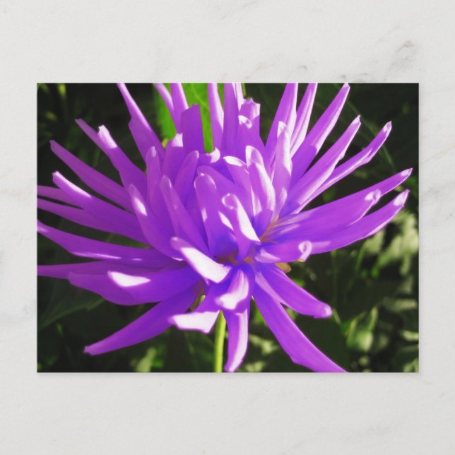 Lila dahlia vykort (Framsida)