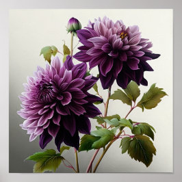 Lila Dahlias Flower Art Print Poster