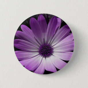 Lila Daisy, blomma, knapp