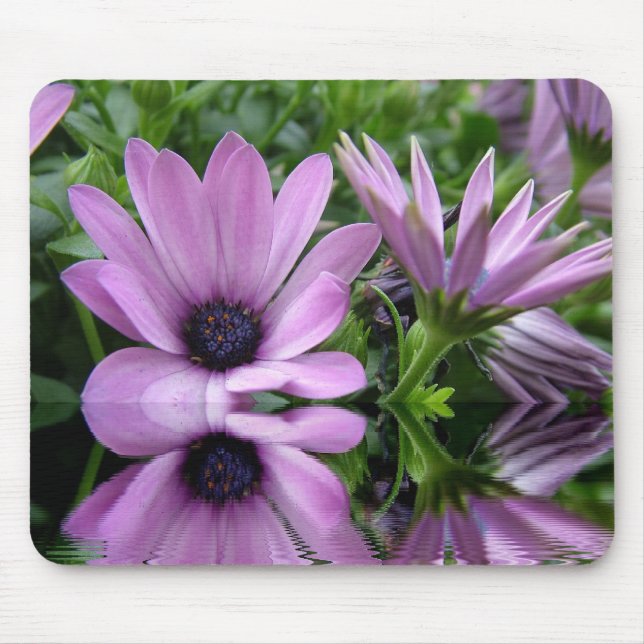 lila daisy blommor musmatta (Framsidan)