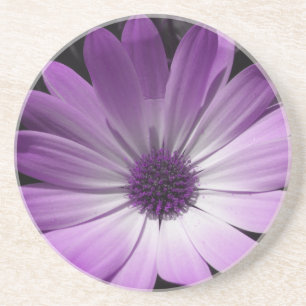 Lila Daisy Blommor Underlägg Sandsten