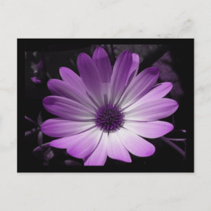 Lila Daisy Blomsterkort Vykort