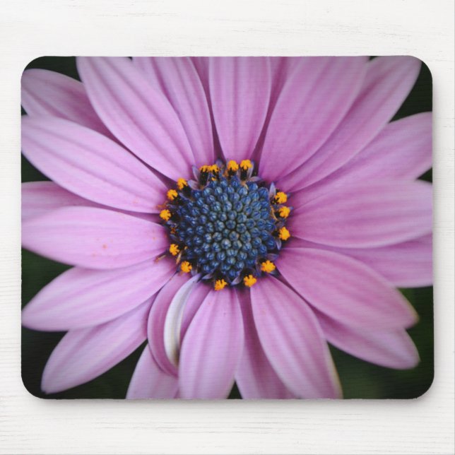 Lila Daisy Blomstermusknapp Musmatta (Framsidan)