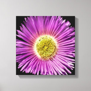 Lila Daisy Flower Closee-up Boho Cheerful Blommigt Canvastryck