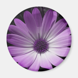 Lila Daisy Flower Magnet
