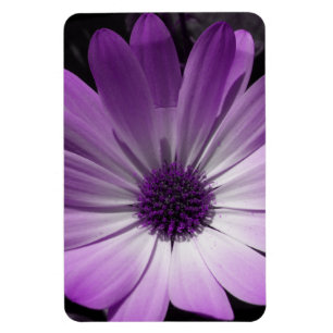 Lila Daisy Flower Premium Magnet