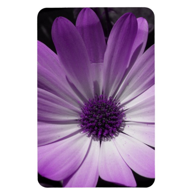 Lila Daisy Flower Premium Magnet (Vertikal)